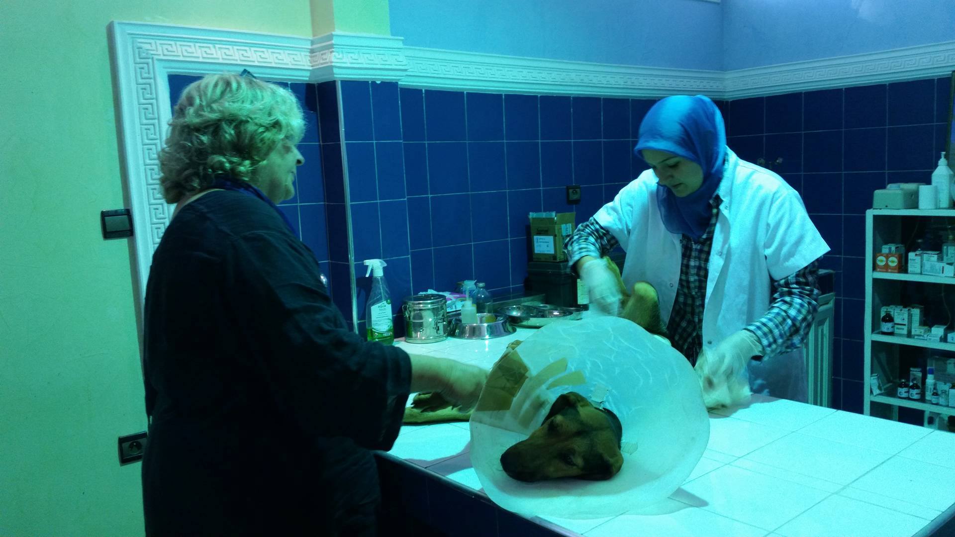 Tierärztin Dr. Amina Bouchfenj untersucht die sterilisierte Hündin Inka, bei der es medizinische Komplikationen gab; Foto: Regina Keil-Sagawe