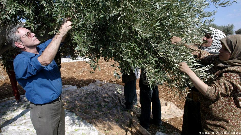 Amos Oz  bei der Olivenernte mit palästinensischen Bauern im Jahr  2002 als Zeichen der Solidarität gegen den fortschreitenden Siedlungsbau im Westjordanland; Foto: picture-alliance/dpa/M. Kahana