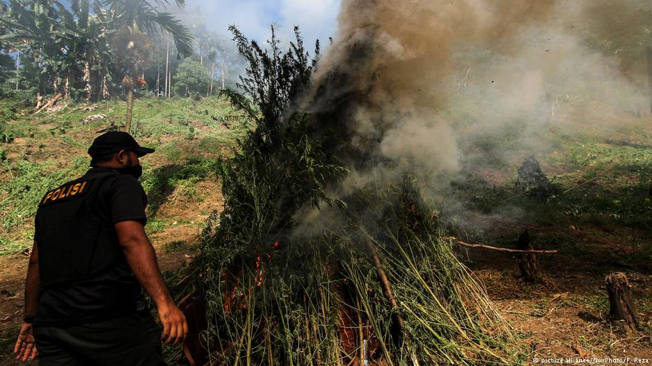 Polizeirazzia: Verbrennung von Marihuana-Pflanzen in Nord-Aceh; Foto: picture-alliance