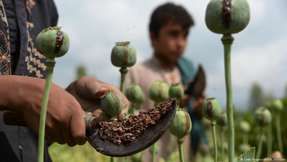 An Afghan farmer harvests opium sap from a poppy field in the Surkh Rod district of Nangarhar province, 17 April 2018 (photo: Getty Images/AFP/N. Shirzada)