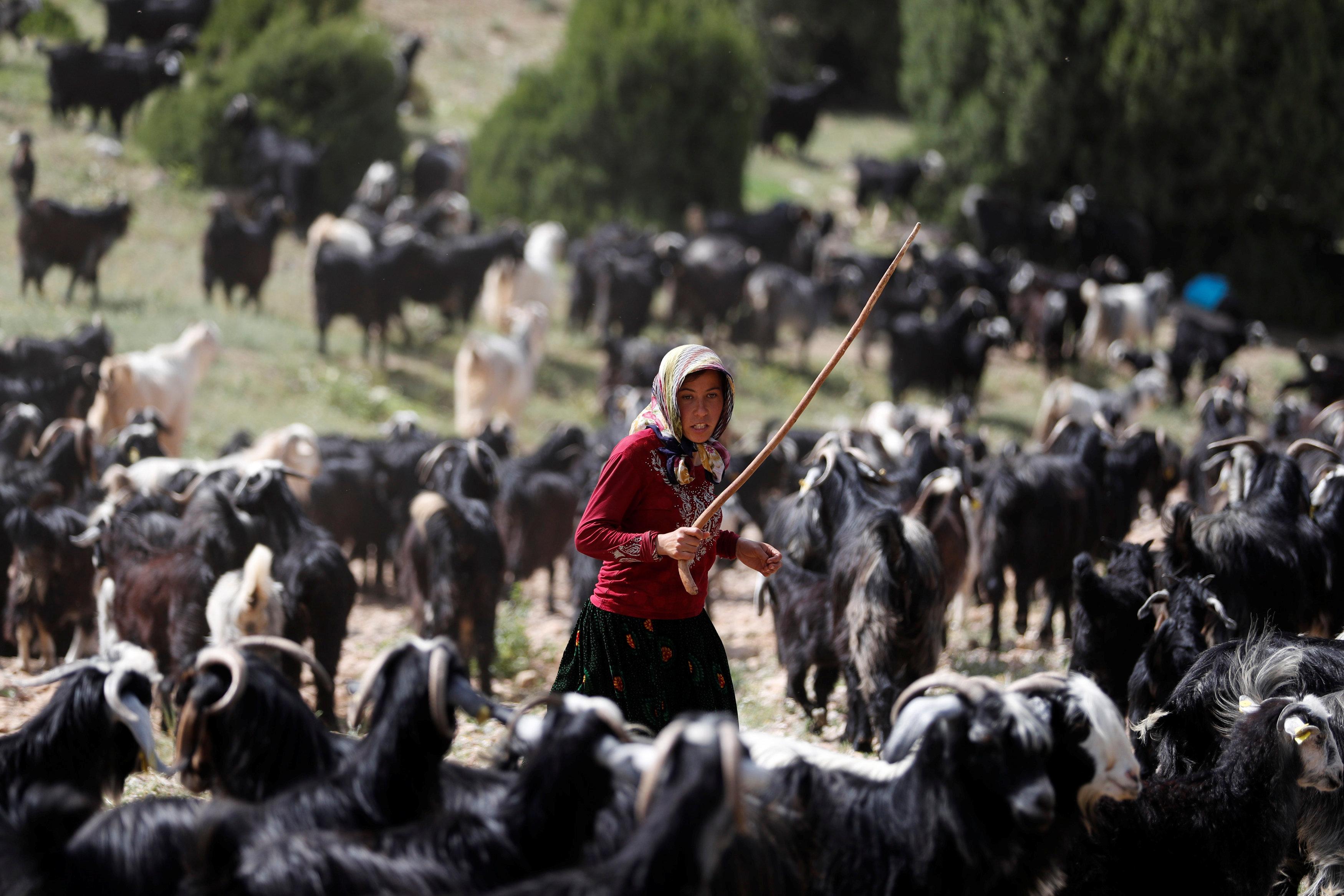 Ein Familienmitglied vom Stamm der Yoruk treibt die Ziegen an; Foto: Reuters/Osman Orsal