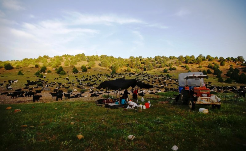 Die Familie Gobut baut ihr Zelt in der Nähe von Konya auf; Foto: Reuters/Osman Orsal