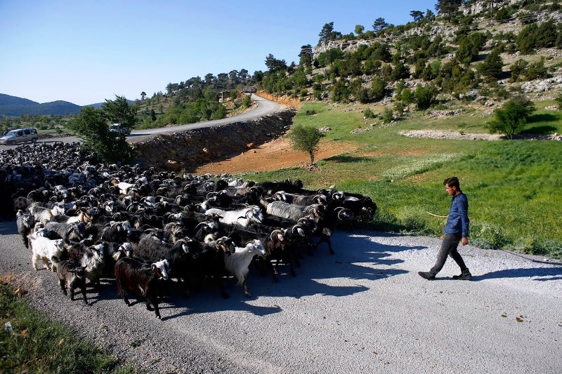Savas Gobut mit einer Ziegenherde bei Mersin; Foto: Reuters/Osman Orsal