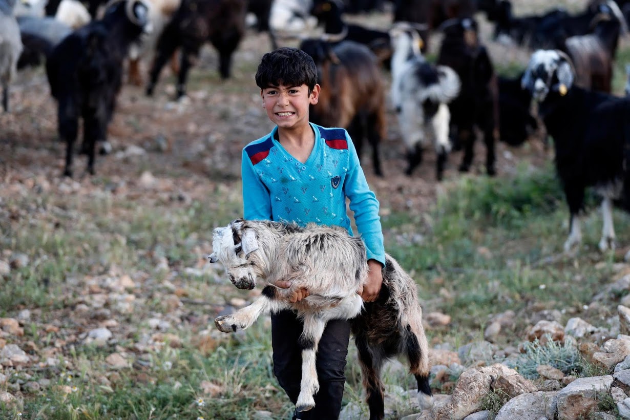 Yunus Gobut trägt eine Ziege; Foto: Reuters/Osman Orsal