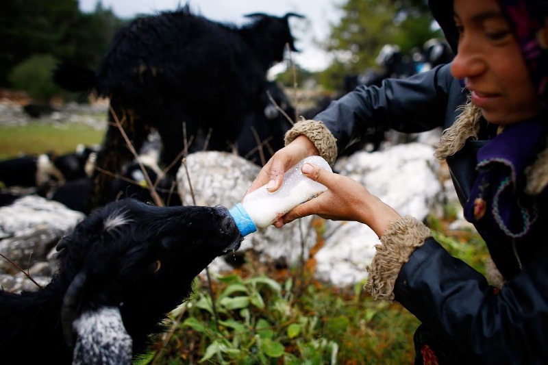 Eine junge Ziege bekommt Milch; Foto: Reuters/Osman Orsal
