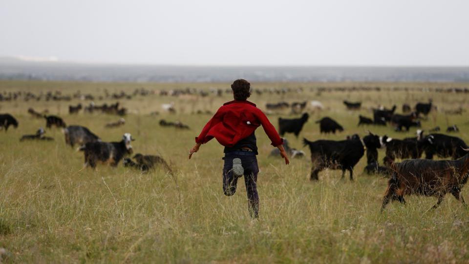 Muhammet Gobut treibt eine Ziegenherde zusammen; Foto: Reuters/Osman Orsal
