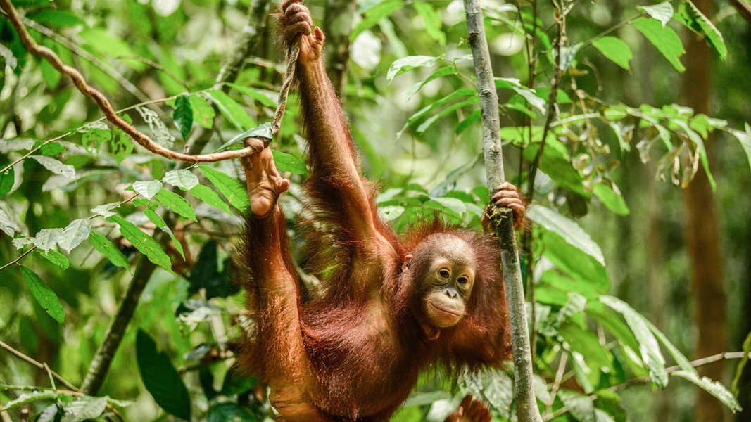A juvenile orangutan swinging through the Borneo rainforest (photo: ARD/Panorama)