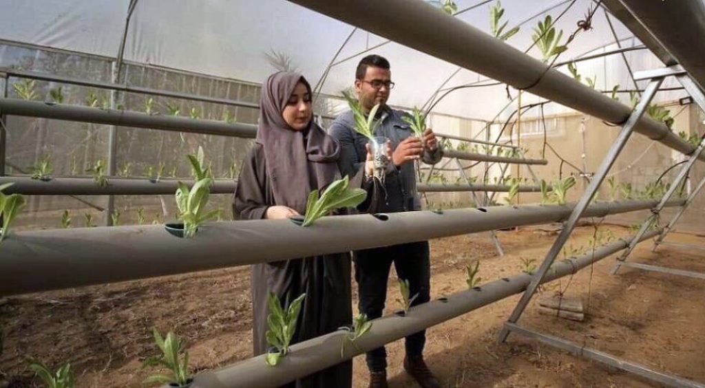 Das Leben im Schatten der Gaza-Blockade erfordert häufig Kreativität und Innovation. Agraringenieur Azem Abu Daqqa und Pharmazeut Fidaa Abu Alyan sind zwei von tausenden Universitätsabsolvent*innen, die den Herausforderungen und mangelnden Jobchancen im Gazastreifen mit eigenen technologischen Initiativen entgegentreten: hydroponischem Anbau und Pflanzenextraktion.