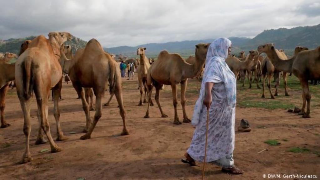 Kamele außerhalb von Harar, Äthiopien (DW/M. Gerth-Niculescu)