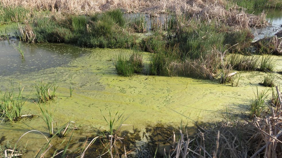 Pollution through wastewater from the old bed of the wadi medjerda in Ghar El Meleh, April 2019 (photo: Raoudha Gafrej)