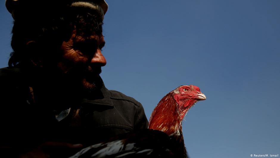 Sayed Mohammad Ali hält seinen Hahn auf dem Vogelmarkt Ka Faroshi in Kabul, Afghanistan. Foto: REUTERS/Mohammad Ismail