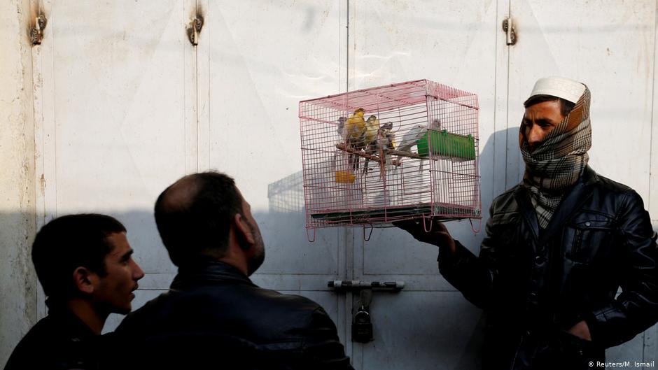 Afghanische Männer betrachten Vögel in einem Käfig auf dem Vogelmarkt Ka Faroshi in Kabul, Afghanistan. Foto: REUTERS/Mohammad Ismail