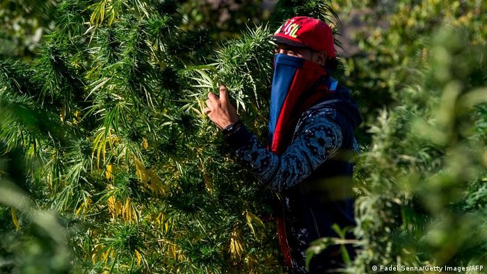 A masked farmer holds cannabis in a field near in Morocco's northern Rif region (photo: Fadel Senna/Getty Images/AFP)