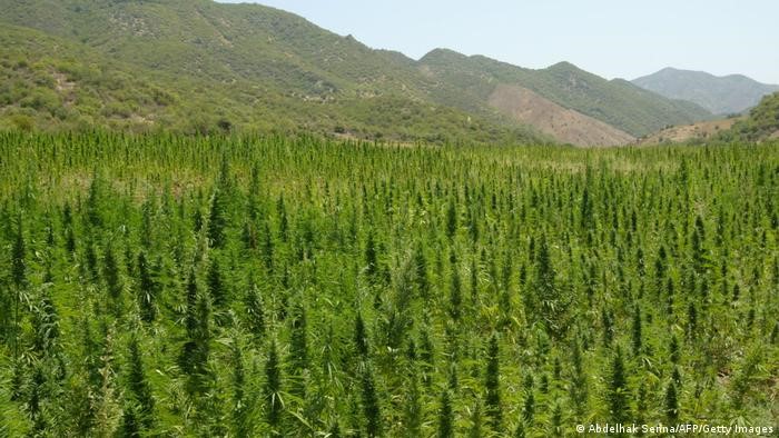 Wirtschaftsfaktor: Cannabis-Anbau in Marokko, eine Szene aus dem nördlichen Rif-Gebirge; Foto: Abdelhak Senna/Getty Images/AFP.