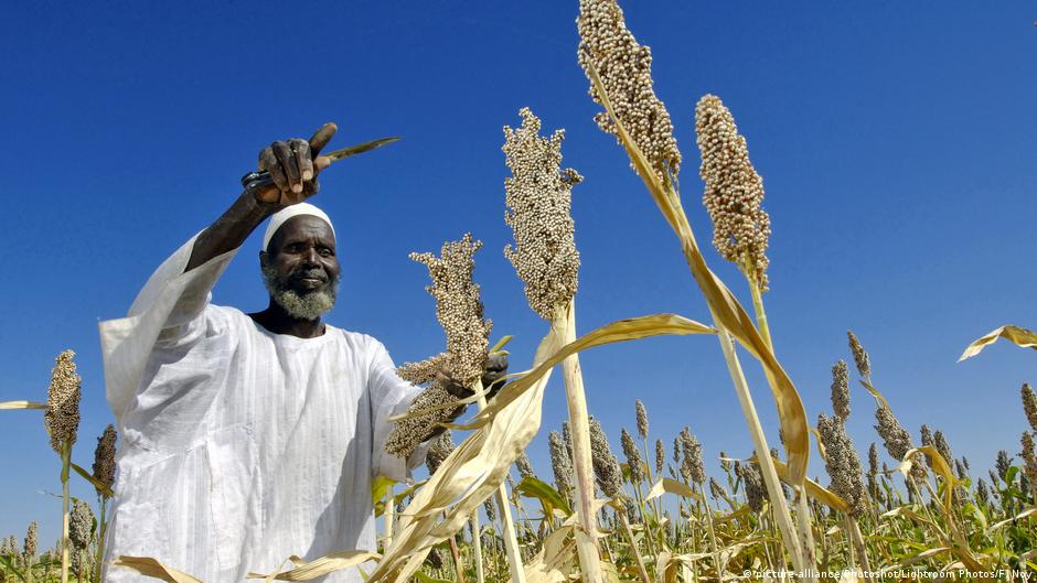 مزارع يحصد المحصول في السودان.