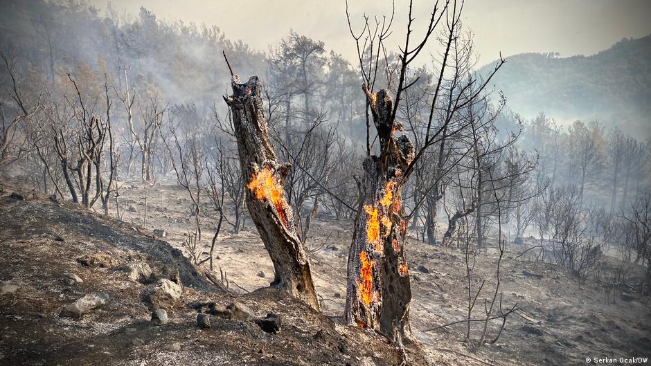 Brennende Olivenbäume in der Türkei; Foto: Serkan Ocal/DW
