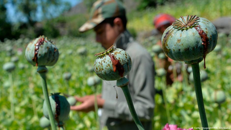 Opium Pflanzen in einem Feld in Afghanistan (Foto: Getty Images/AFP)