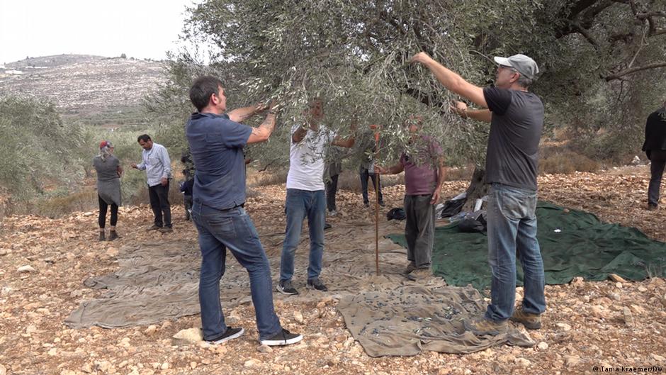 متطوعو منظمة "حاخامات من أجل حقوق الإنسان" يقطفون الزيتون مع الفلسطينيين. 