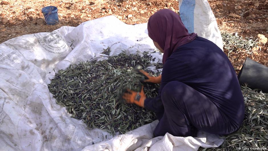 Palestinian woman harvesting olives (photo: Tania Kraemer/DW)