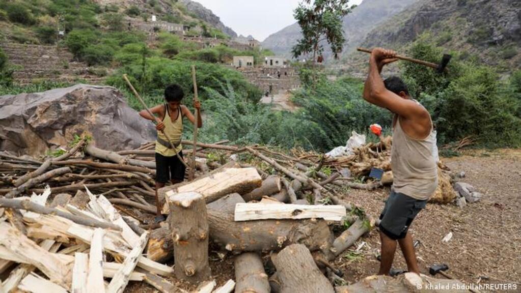 Jemens Abholzung der Wälder, Ali Al Emad hackt einen Akazienbaum klein; Foto: Khaled Abdullah/REUTERS