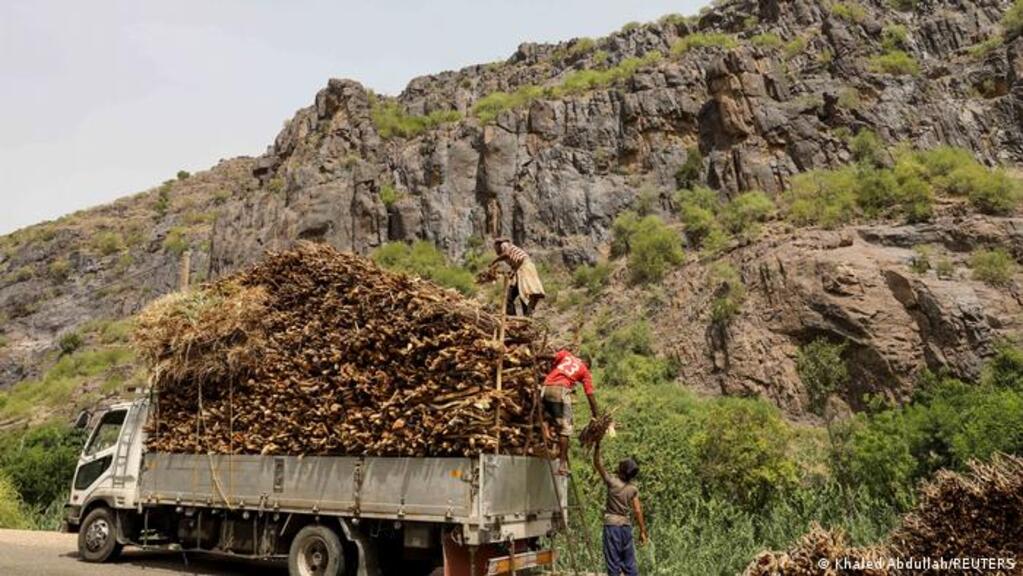 Jemen - Abholzung der Wälder. Holz wird auf einen Truck geladen; Foto: Khaled Abdullah/REUTERS