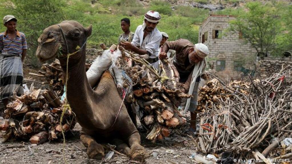 Jemen - Abholzung der Wälder. Ein Kamel transportiert Holz; Foto: Khaled Abdullah/REUTERS