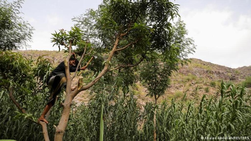 Jemen - Abholzung der Wälder. Ein Baum in Al-Mahwit wird gefällt; Foto: Khaled Abdullah/REUTERS