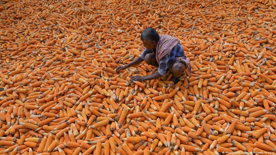 Harvesting maize in Bangalore, India (photo: Mamunath Kiran/AFP/Getty Images)