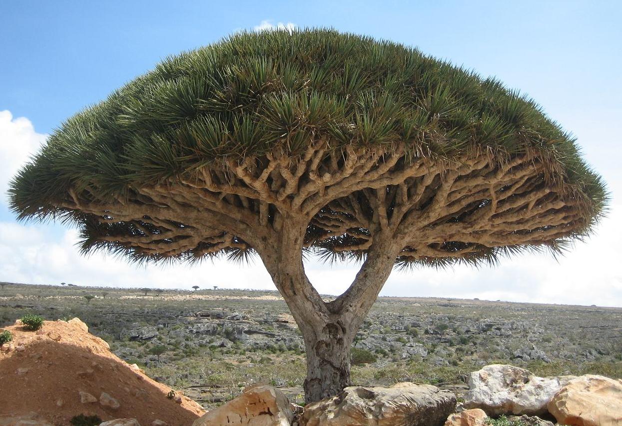 Dragon tree on the Yemeni island of Socotra (photo: Boris Khvostichenko(User:Boriskhv), CC BY-SA 4.0, via Wikimedia Commons))