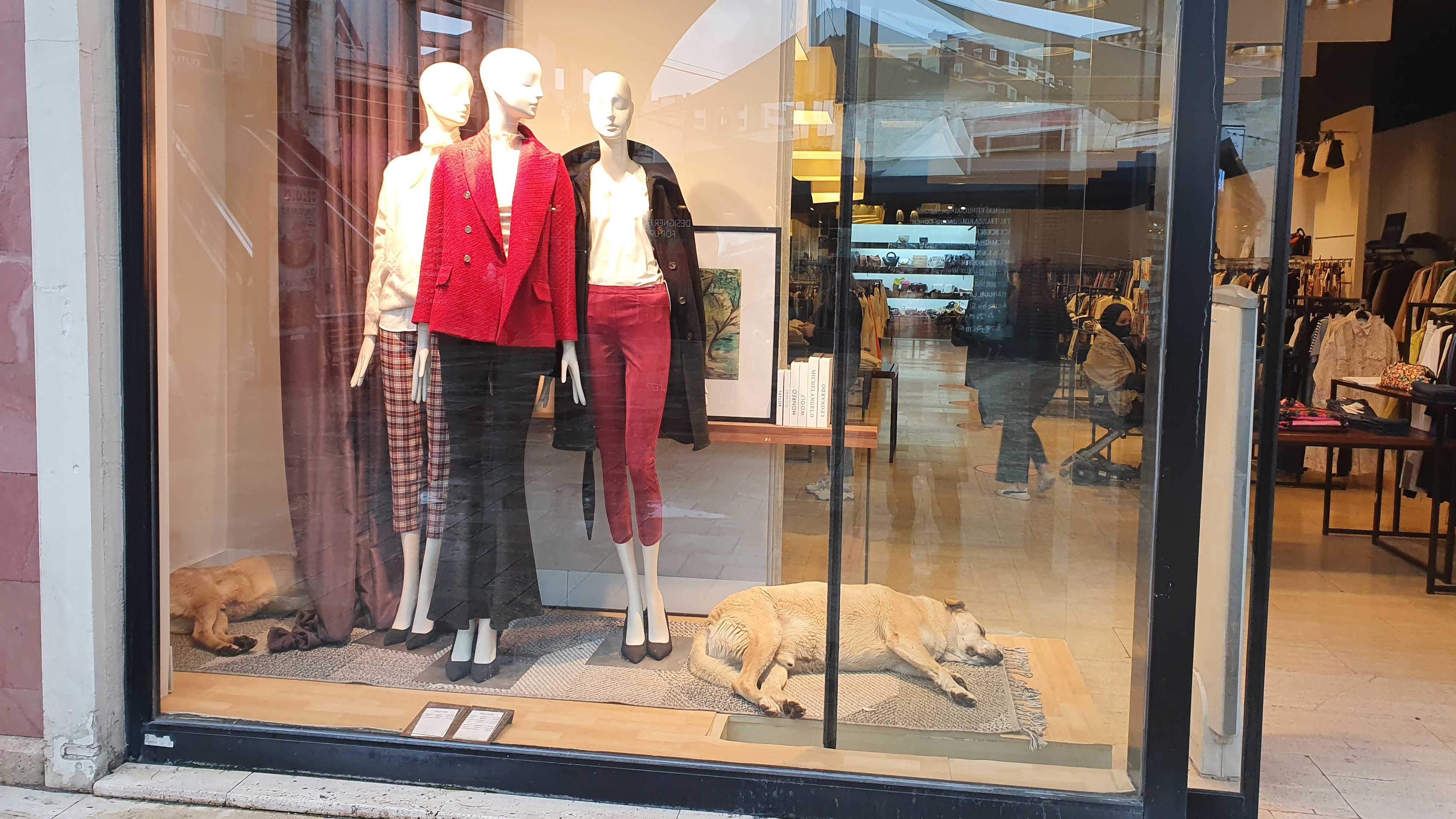 Ein Straßenhund schläft im Schaufenster einer Modeboutique, Istanbul (Foto: Ayse Karabat)