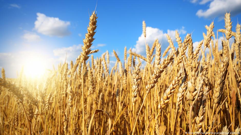 Ukrainian and Russian wheat has been crucial for the Middle East's food security.