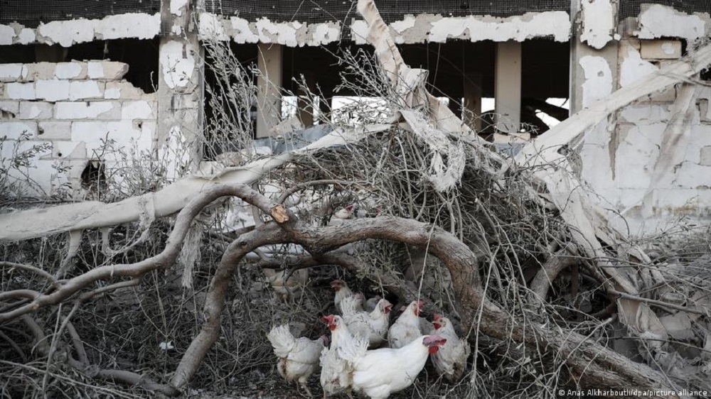 Hühner picken in den Ruinen ihrer zerbombten Farm in der Provinz Idlib, Syrien (Foto: dpa/picture-alliance)