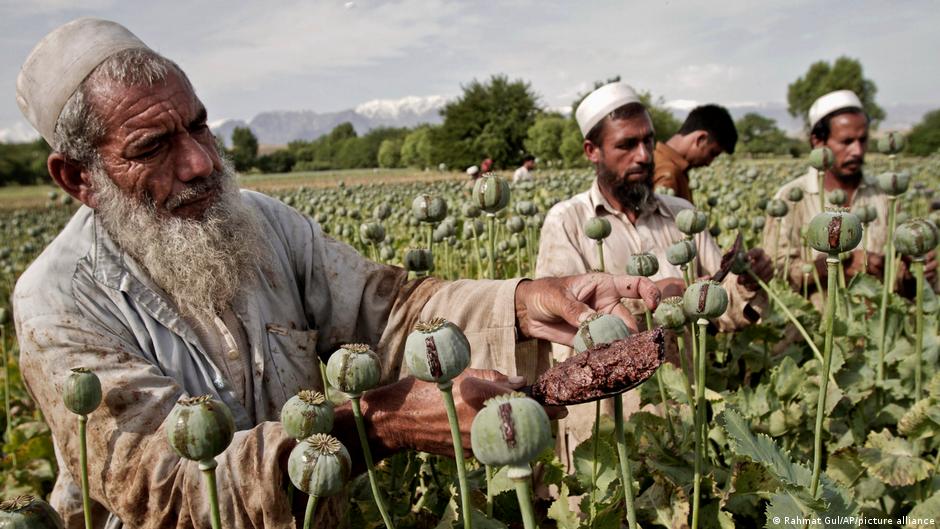 زراعة الأفيون في محافظة جلال آباد في أفغانستان: Opiumanbau in der Provinz Jalalabad in Afghaistan; Foto: Rahmat Gul/AP/picture-alliance