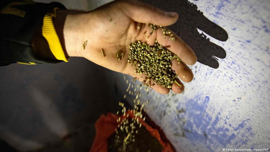 مزارع مغربي يعبئ كيس بذور حشيش القنب. Ein marokkanischer Farmer verpackt Cannabis-Samen; Foto: Fadel Senna/Getty Images/AFP