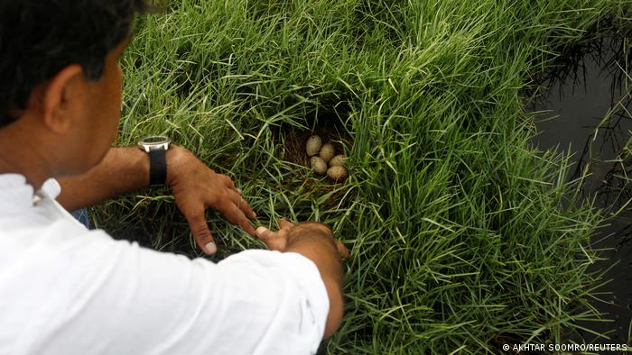 Masood Lohar, 54, ein Entwicklungsexperte, der den Clifton Urban Forest beaufsichtigt hat, begutachtet ein Nest mit Eiern von Teichhühnern; Foto: Reuters