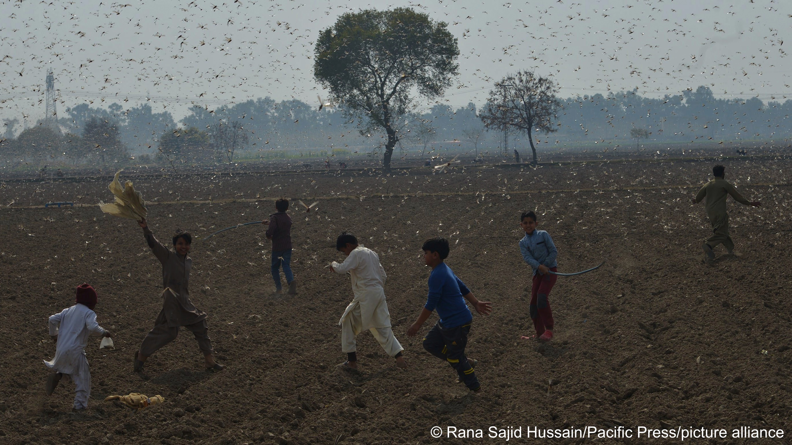 Heuschreckenplagen haben die Probleme noch verstärkt, mit denen der Baumwollanbau in Pakistan zu kämpfen hat. Nach Angaben der  Landwirtschaftsorganisation der Vereinten Nationen (FAO) mussten in 2022 mehr als 8000 Hektar Land mit Pestiziden behandelt werden, um Heuschrecken abzuwehren.Heuschreckenplagen haben die Probleme noch verstärkt, mit denen der Baumwollanbau in Pakistan zu kämpfen hat. Nach Angaben der  Landwirtschaftsorganisation der Vereinten Nationen (FAO) mussten in 2022 mehr als 8000 Hektar Land mit Pestiziden behandelt werden, um Heuschrecken abzuwehren.Heuschreckenplagen haben die ProbleKinder versuchen Heuschrecken von einem Baumwollfeld in Chak-No 35/2R, Pakistan, zu vertreiben (Foto: picture-alliance)
