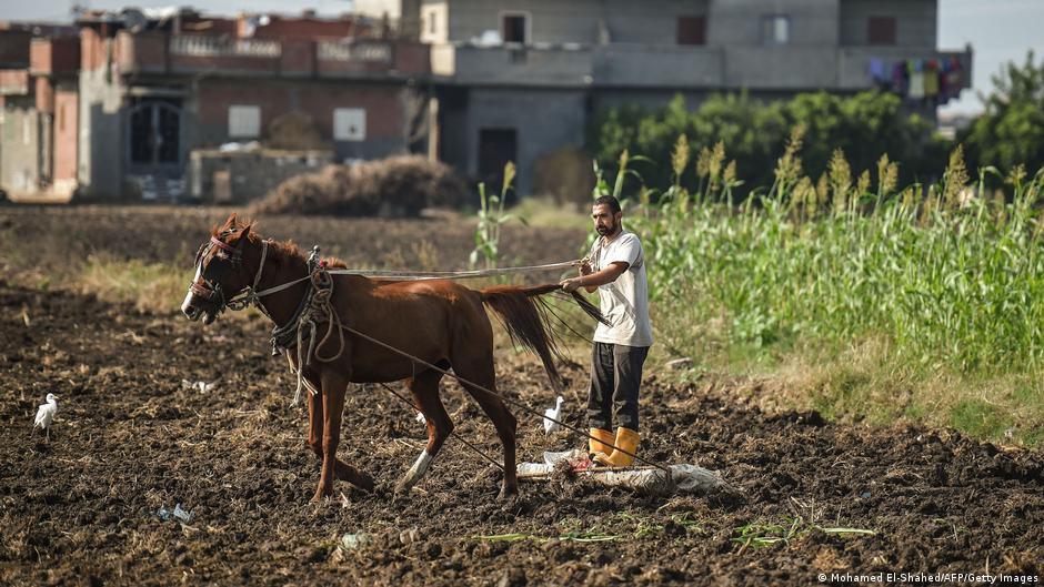 مزارع يحرث حقله بحصان في مصر. Ein Bauer beackert sein Feld mit einem Pferd; Foto: Mohamed El-Shahed/AFP/Getty Images