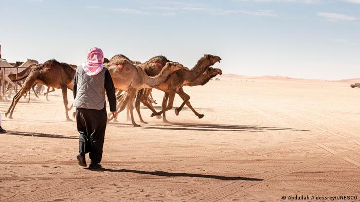 Ein Hirte geht in der Wüste auf laufende Kamele zu