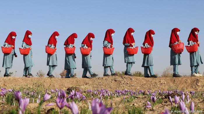 Im Vordergrund des Bildes sind lilafarbene Safranblüten zu sehen. Im Hintergrund geht eine Reihe Frauen, die rote Körbe in der Hand tragen. Alle Frauen tragen eine blassblaue Uniform, rote Kopftücher und Mundschutz