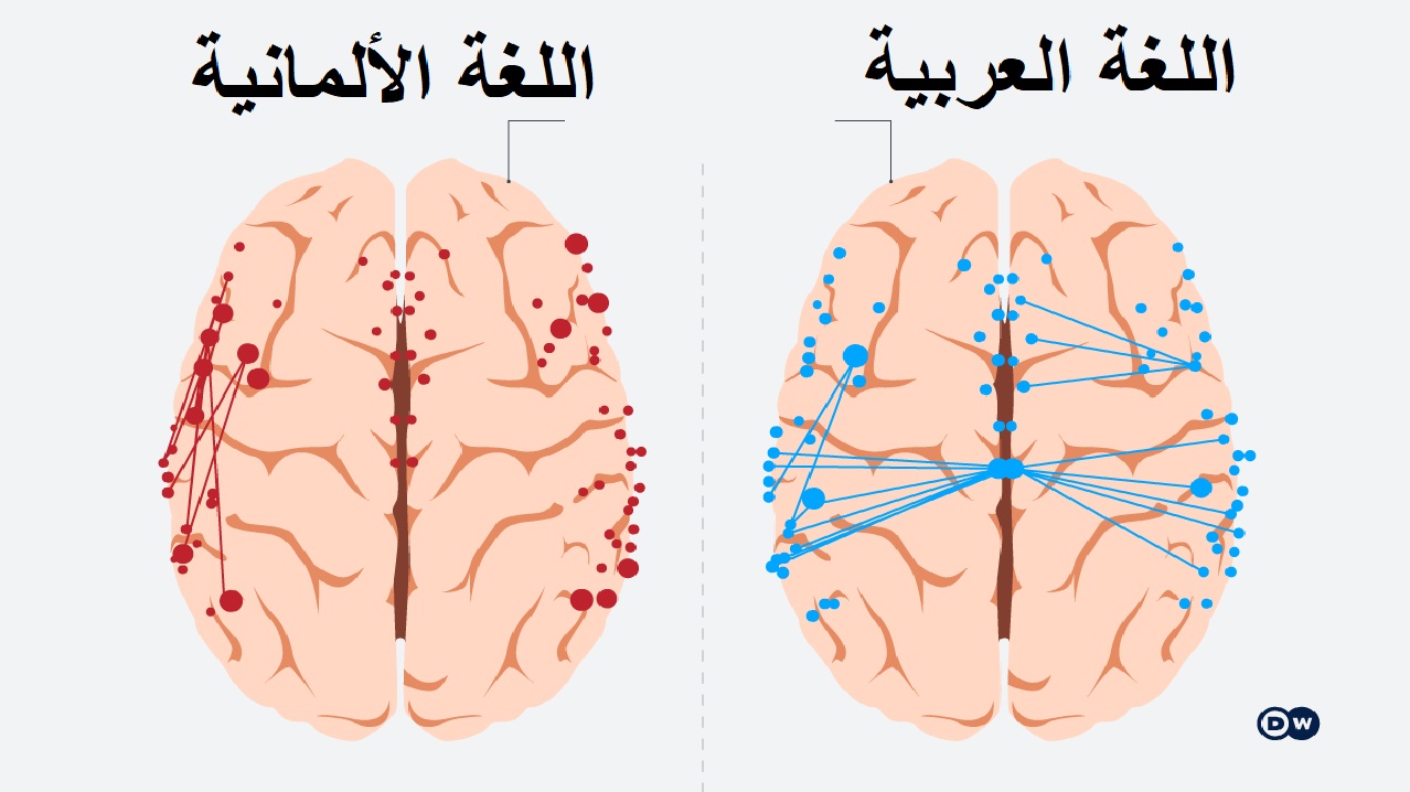 المناطق اللغوية الدماغية للناطقين باللغتين الألمانية والعربية.