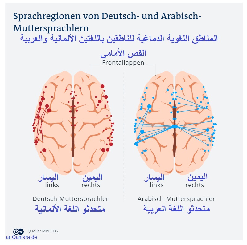 المناطق اللغوية الدماغية للناطقين باللغتين الألمانية والعربية Sprachregionen von Deutsch- und Arabisch-Muttersprachlern DW