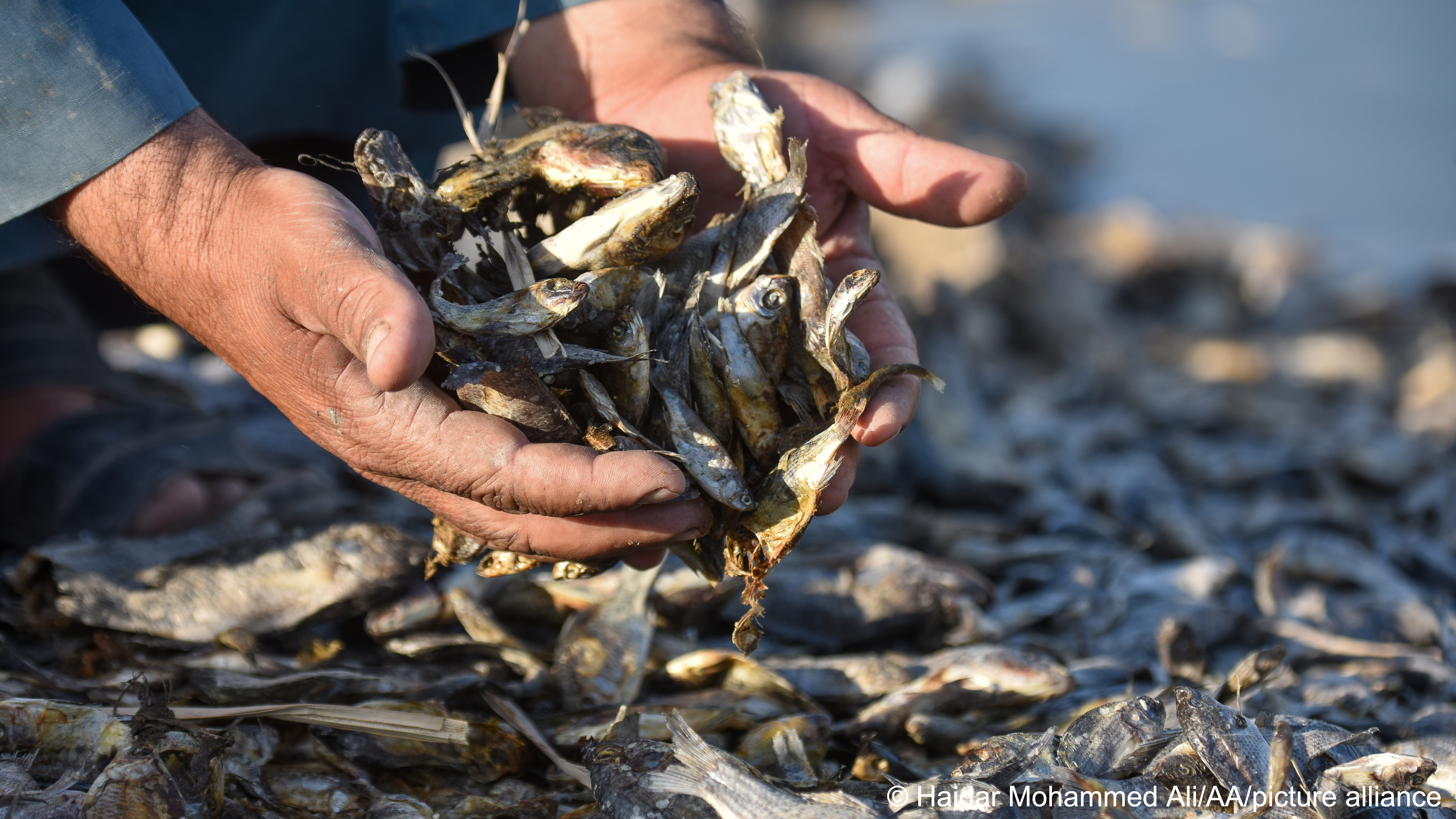 A person holds a handful of dead fish in Maysan Governate, south-eastern Iraq (photo: Haidar Mohammed Ali/AA/picture alliance)