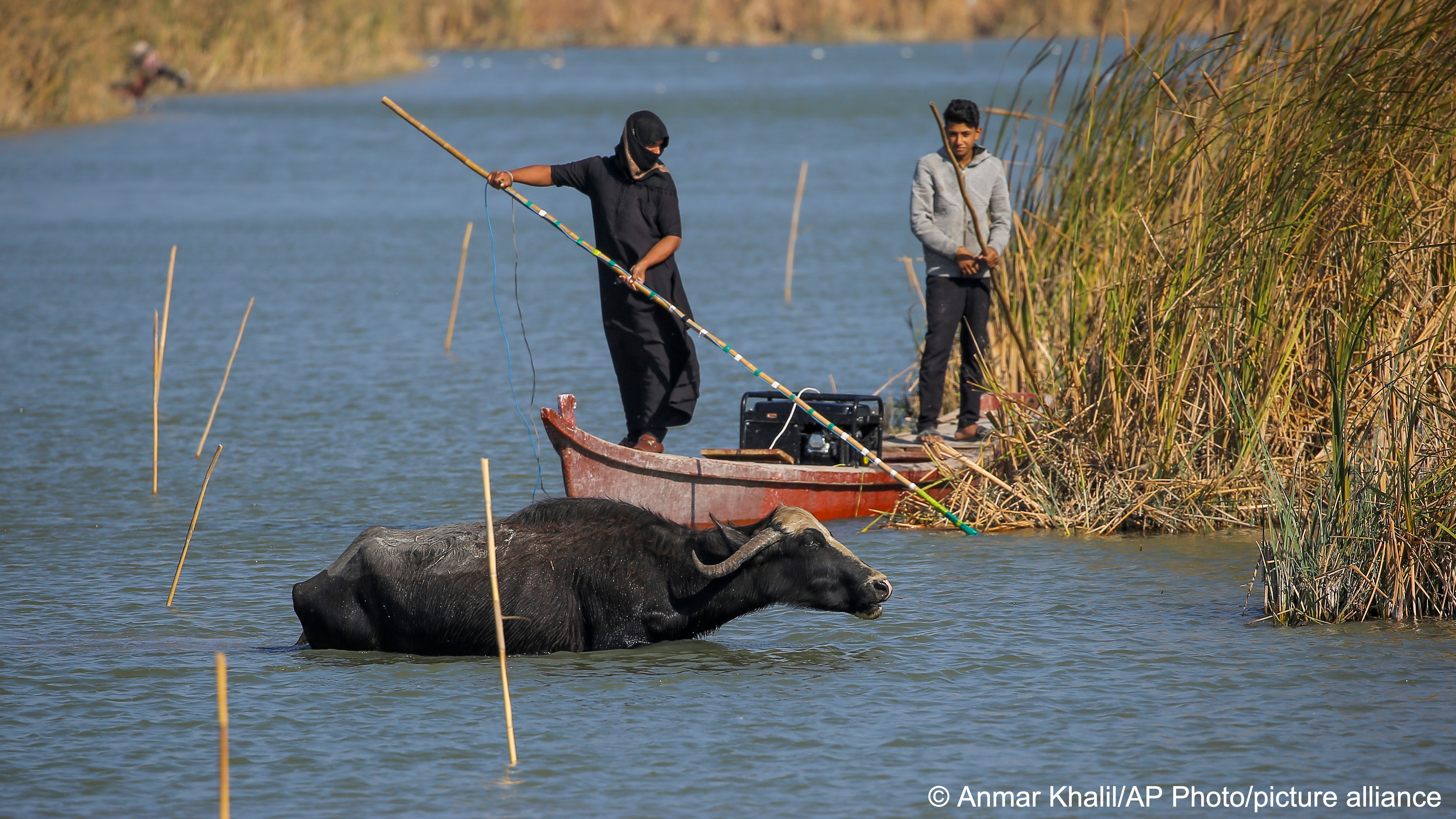 Iraqi buffalo herders gather reeds in the marshes of Chibayish while a water buffalo drinks water in the river, Dhi Qar Governate, southern Iraq (photo: Anmar Khalil/picture alliance/AP)
