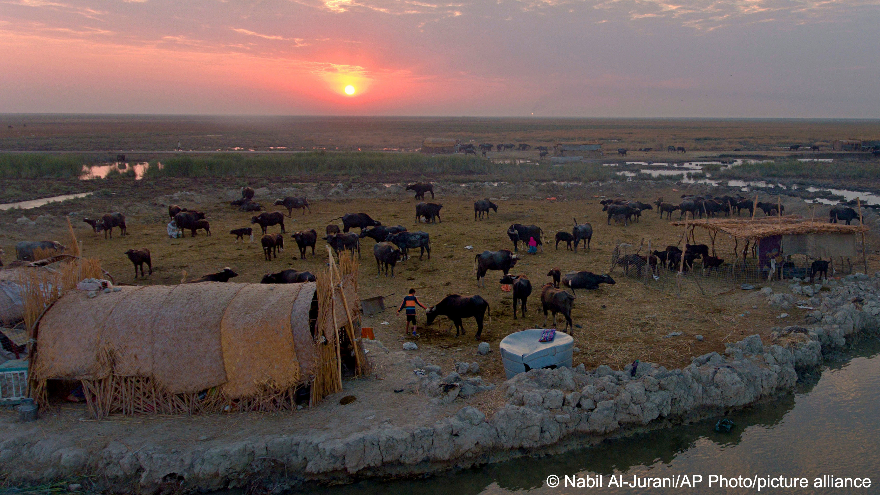 The sun sets over an island paddock for water buffalo in Chibayish, Dhi Qar Governate, southern Iraq (photo: Nabil al-Jurani/AP Photo/picture alliance)