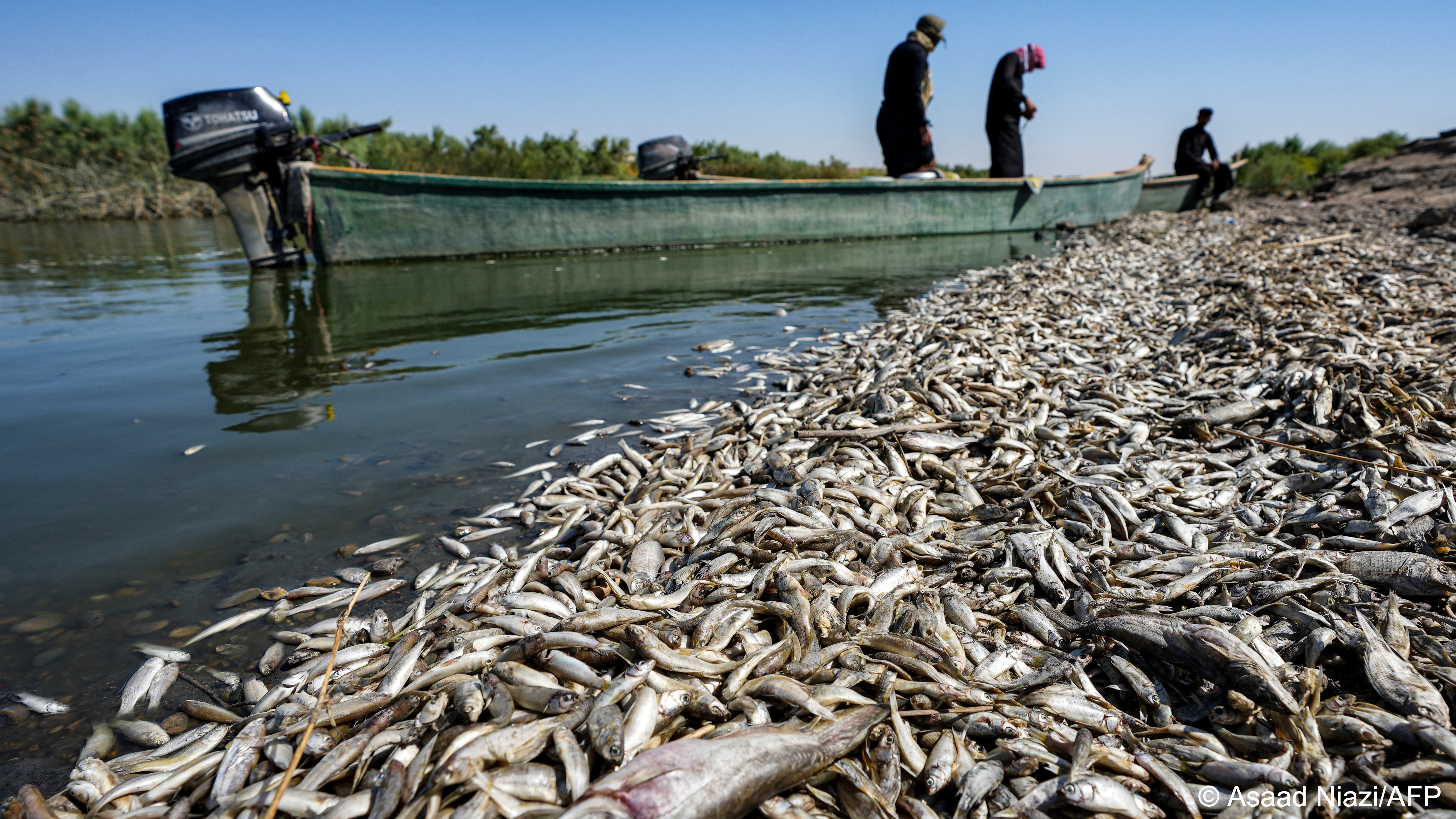 Fishers stand in a boat inspecting thousands of dead fish floating by the banks of the Amshan River (photo: Asaad Niazi/AFP)