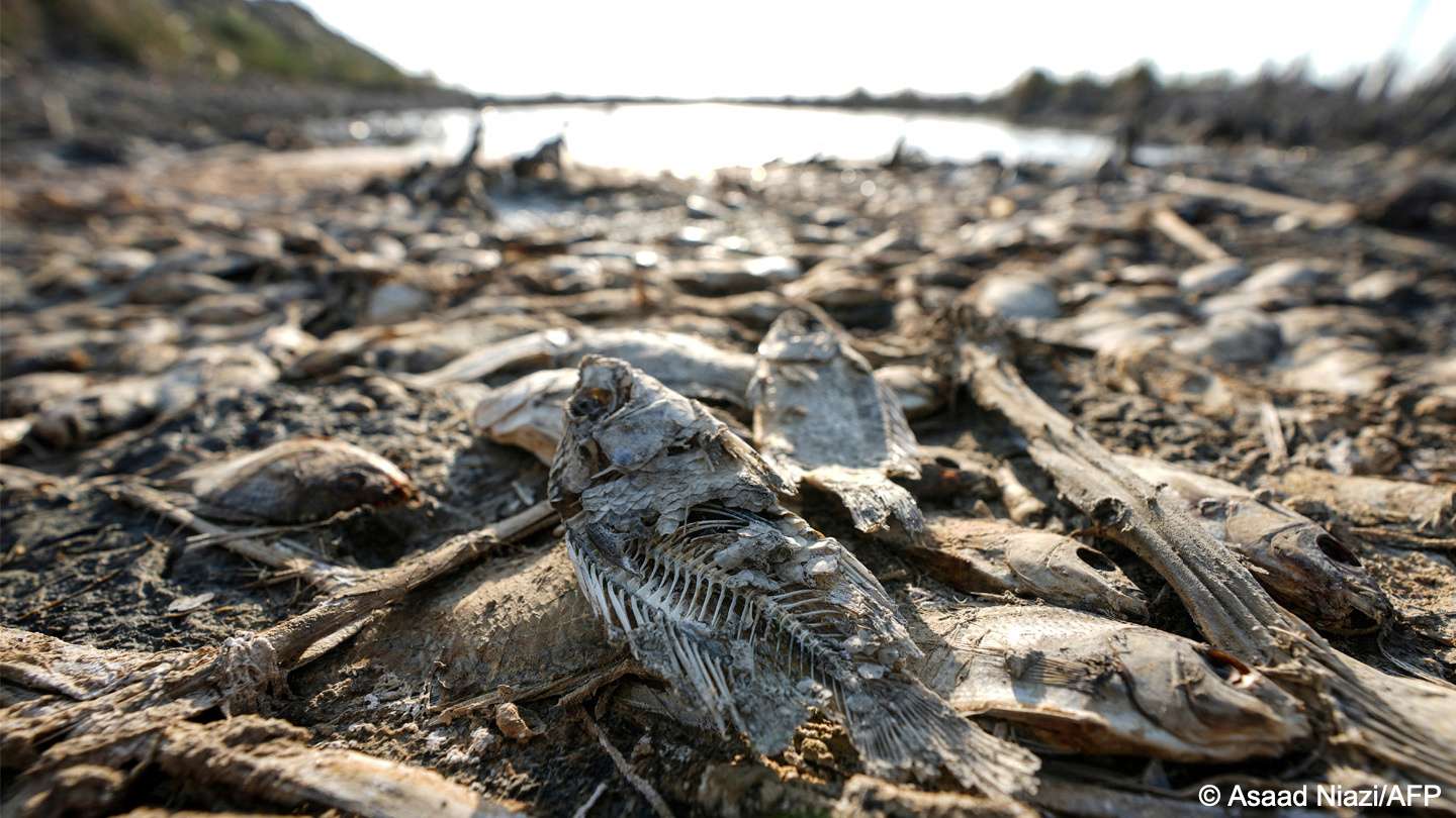 Dead fish on the shore of a dried-up swamp, Dhi Qar Governate, southern Iraq (photo: Asaad Niazi/AFP)
