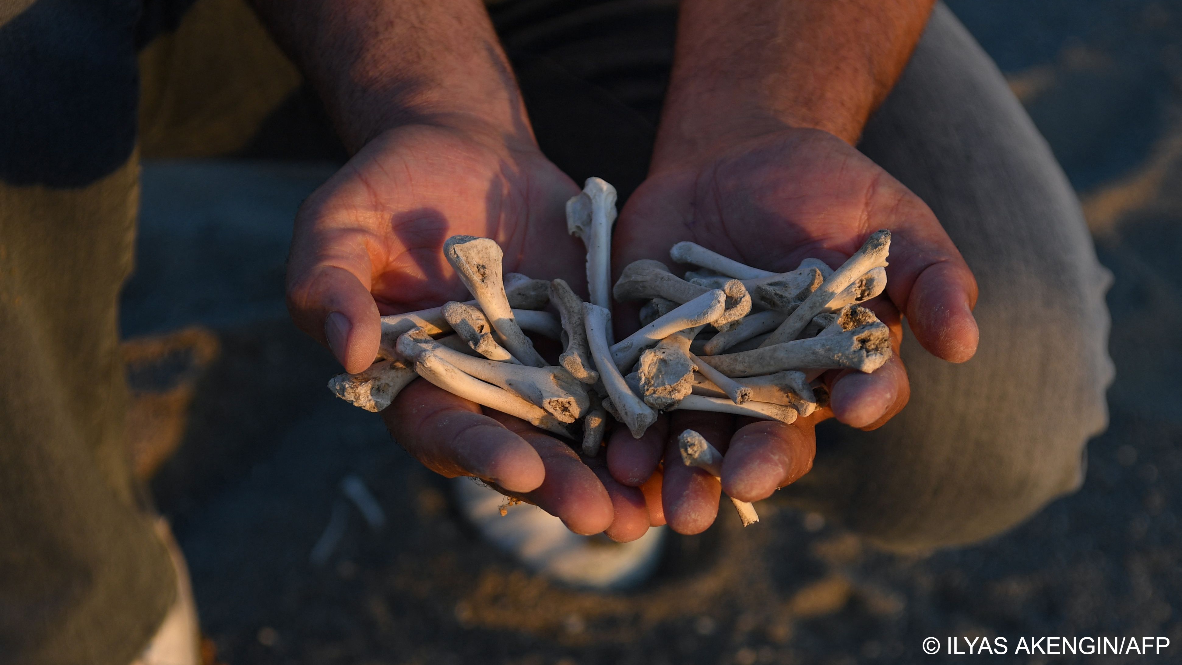 Kalcik holds bones of birds that starved to death in his cupped hands (image: ILYAS AKENGIN/AFP)