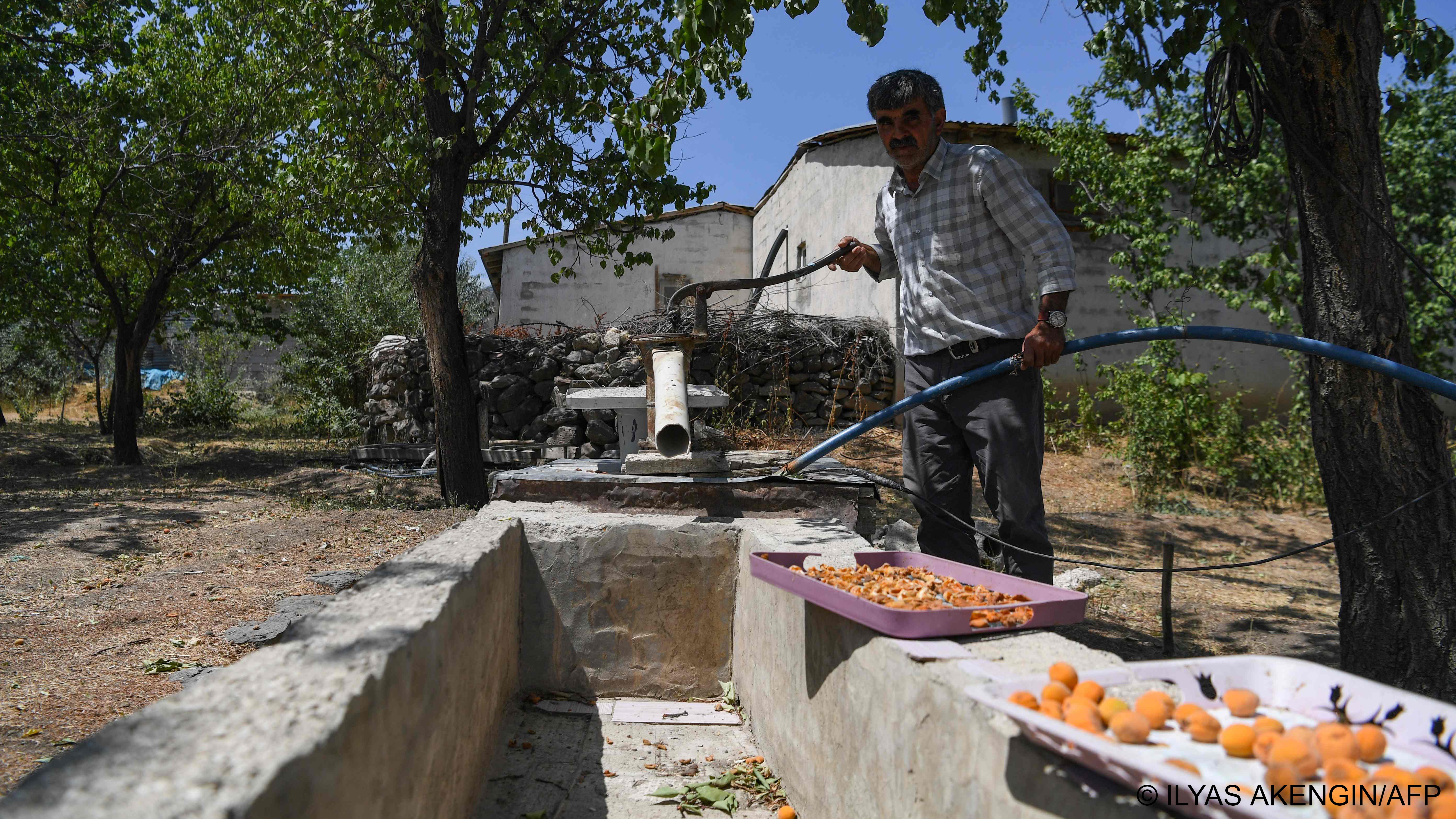 Kinyas Gezer stands next to a shrivelled crop of apricots (image: ILYAS AKENGIN/AFP)