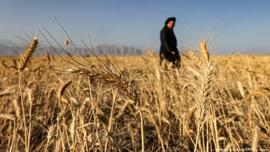 مزارع في العراق. Irak Raniye Dürreperiode Landwirt Bapir Kalkani Foto AFP.png