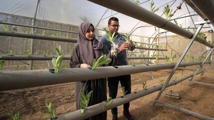 The blockade makes life difficult in so many ways for the people of Gaza.  Safiyya and Azem Abu Daqqa, both qualified agricultural engineers, are just two young people who are taking the initiative and using creativity and innovative spirit to overcome the challenging situation in the Strip. They are seen here inspecting seedlings in their hydroponics greenhouse